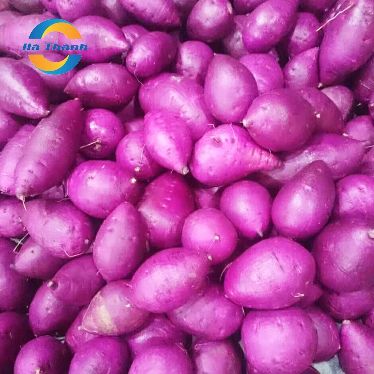 Only For Exports Wholesale Top Price Rick Nutrition Japan Honey Sweet Potato Pellets
