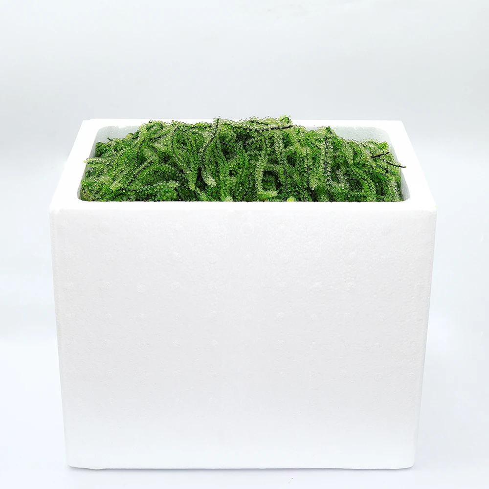 
Cool Places Storage Edible Seaweed Natural Sea Grapes 20Kg Weight For Health And Beauty 
