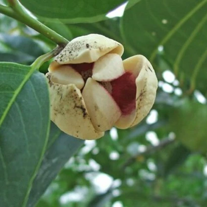 Туба анноа Глабр пруд яблоко для продажи Нина 84 904 723863