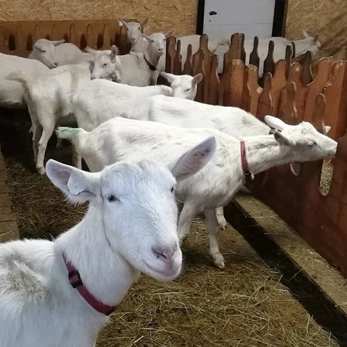 Pure Healthy Saanen Goats for sale Top Quality milk production
