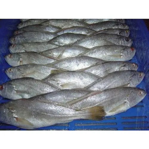 Wholesale Seafood Supplier Frozen Croaker For Sale In Cheap Price