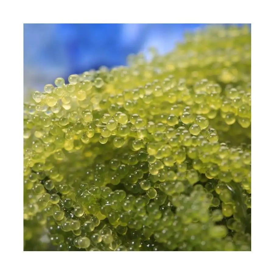 Best Price Green Caviar/ 100% Natural Sea Grape (Ms. Lee: +84987731263) 99 Gold Data