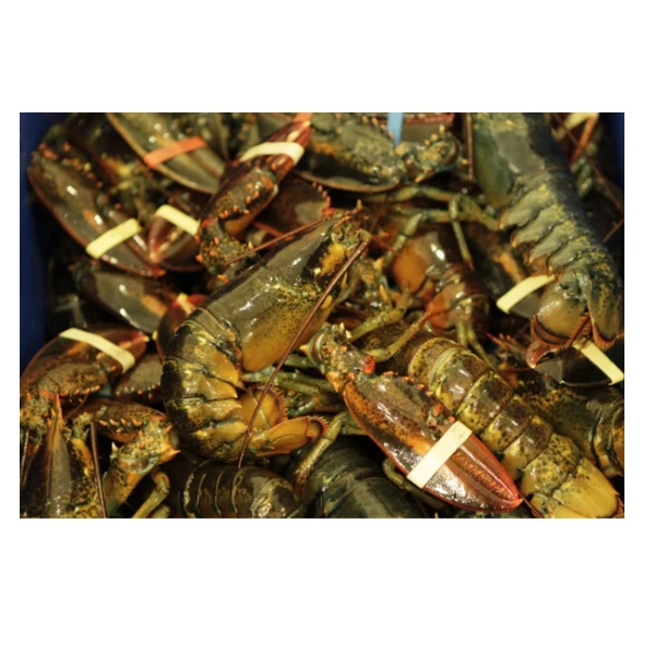 Wholesale Price of Natural Frozen Lobster Live Lobster and Frozen Lobster Tail