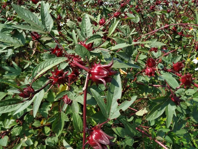  Сушеный травяной Гибискус Roselle натуральный чистый органический полезный напиток премиум качества из Таиланда