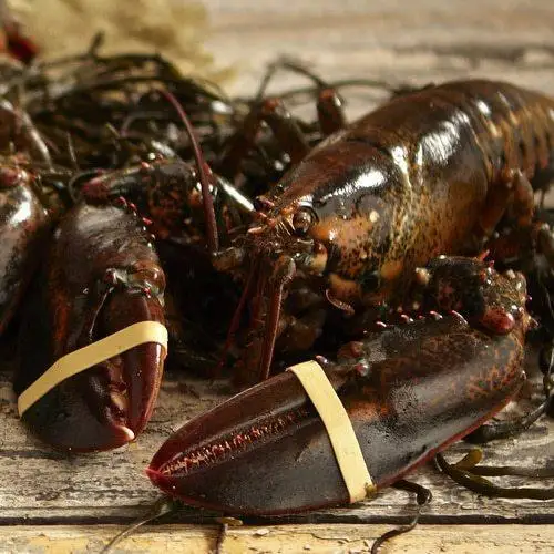 Wholesale Best Prices Fresh Caribbean Spiny Lobster in Bulk