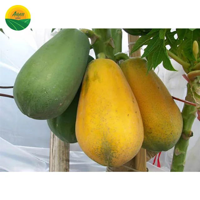 FRESH PAPAYA FOR SALE WITH BEST PRICE
