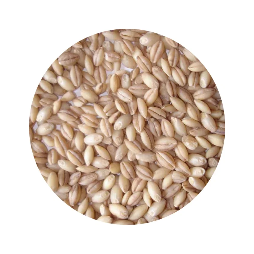 
Natural Barley Grain Russian Origin Agriculture Product Barley In Bulk 