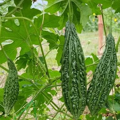 
2021 New Arrival Hybrid F1 Bitter Melon Seed For Planting 