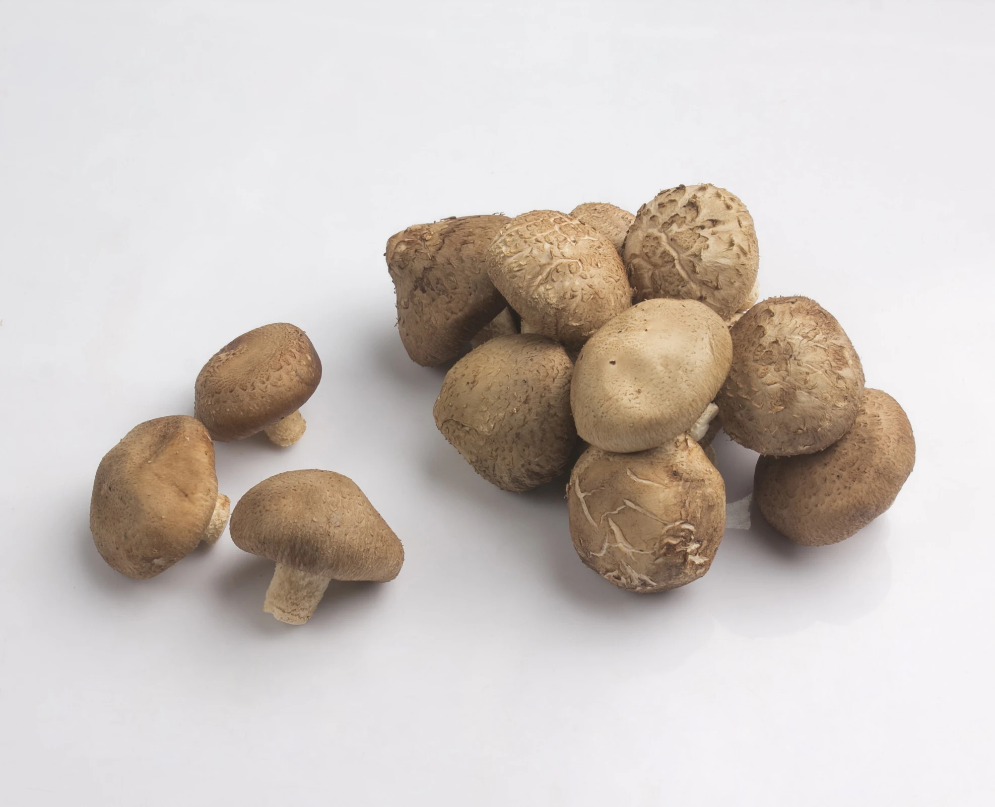 
Fresh Shiitake Mushroom Healthy Food Delicious Premium Quality foe Export 