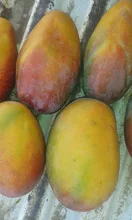 100% чистый сладкий манго-лучшее качество