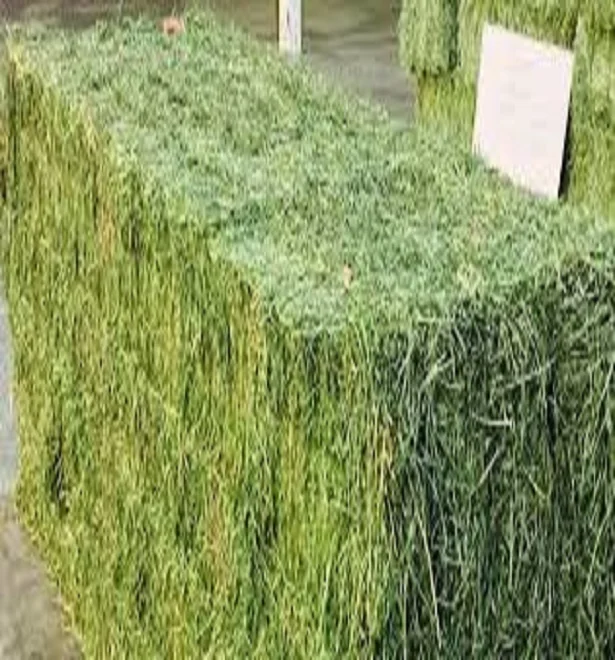 
Quality Alfalfa Hay / Alfalfa Hay Pellets / Wheat bran pellets 