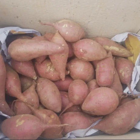 Лидер продаж 1 2021 долларов экспорт японского сладкого картофеля из Вьетнама для оптовой продажи/Ms Sofia + 84 789946878