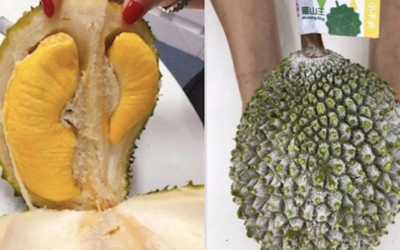 Замороженный дурийский гербийский король фруктов по стандартам IQF-г-жа Эстер (WhatsApp: + 84 963590549)