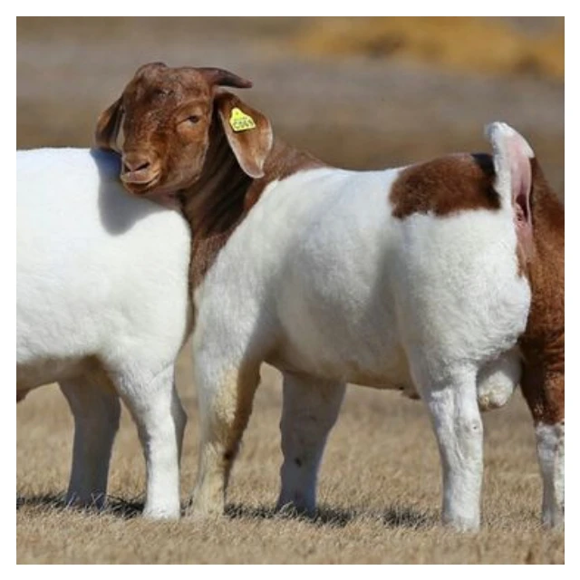 
Quality South Africa Live Pure Breed Boer Goat Health Certified Boer Goats 55kg 