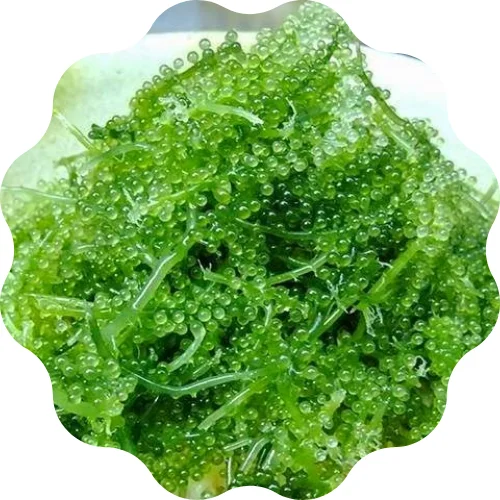 HIGH QUALITY SEA GRAPES/ DEHYDRATED SEA GRAPES SEAWEED FROM VIETNAM / Ms.Lucy +84 929 397 651