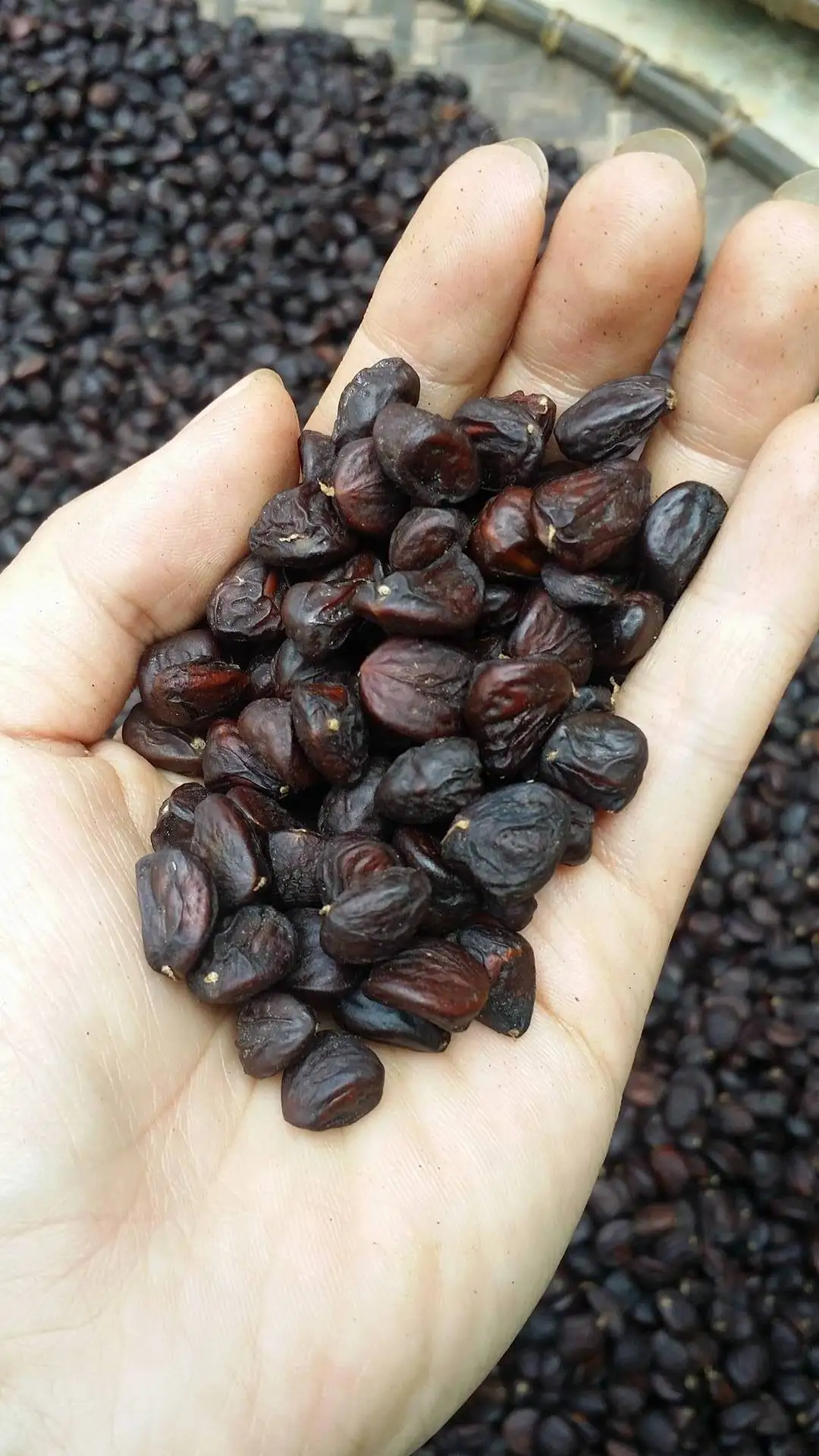 High quality michelia citrata for delicious dish - Whatsapp: +84-845-639-639