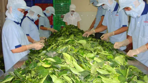 Листья замороженной кассавы хорошая цена на продажу высокое качество мистер Томас + 84961478592