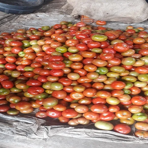 Fresh Tomatoes For Sale - FRESH TOMATOES from Vietnam - Organic Fresh Tomatoes Wholesale Price
