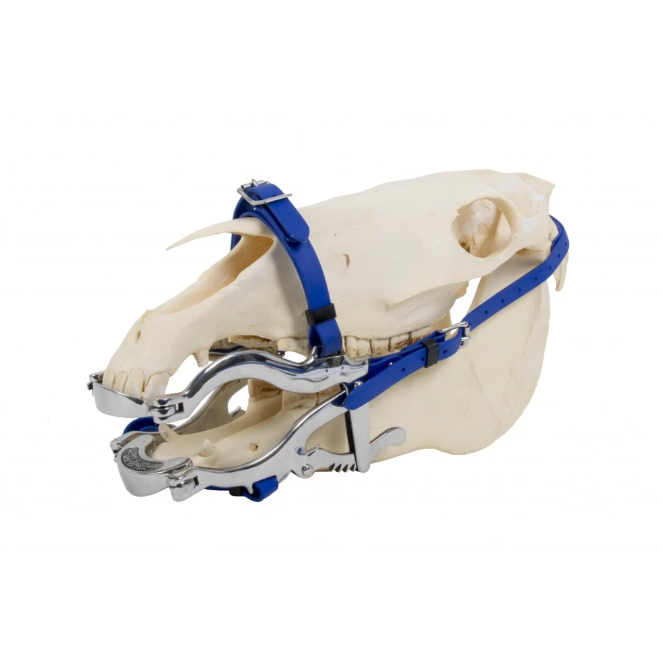 Horse equipment/Mouth speculum stainless steel