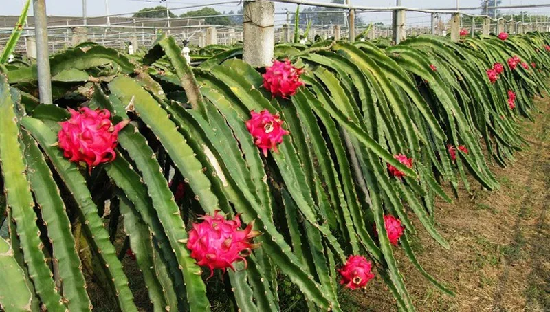 VIETNAM DRAGON FRUIT GREAT QUALITY FOR BUYERS WHATSAPP WECHAT VIBER 0084326572671