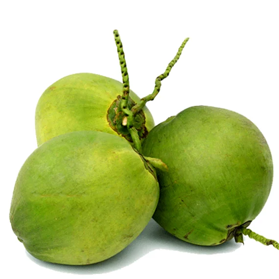 High Quality from VietnamFresh Young Coconut Premium Tropical - 100% organic fresh coconut