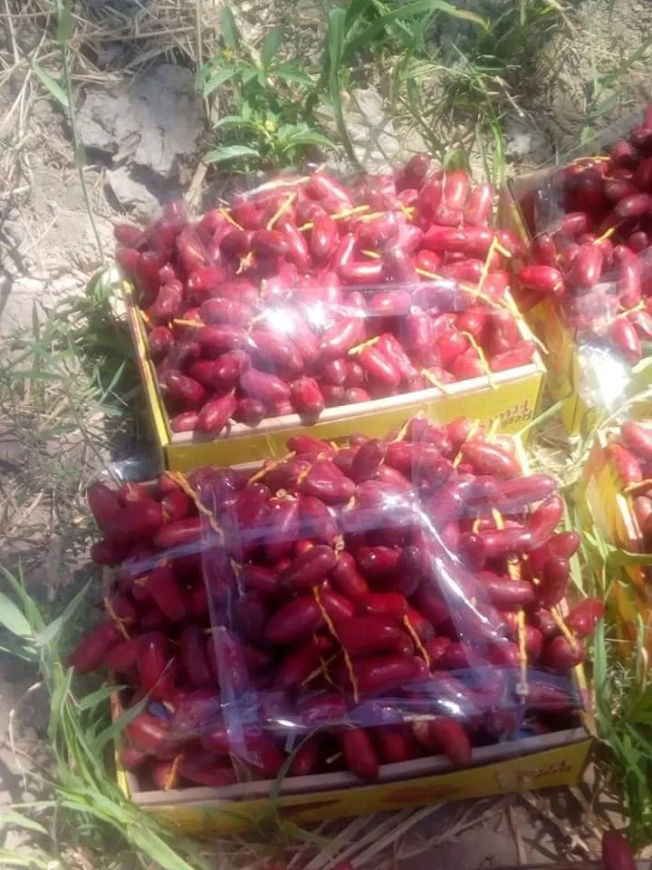 High Quality Fresh Egyptian Red Zagloul Dates for Export