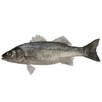 Direct Supply Black Sea Bass Fish For