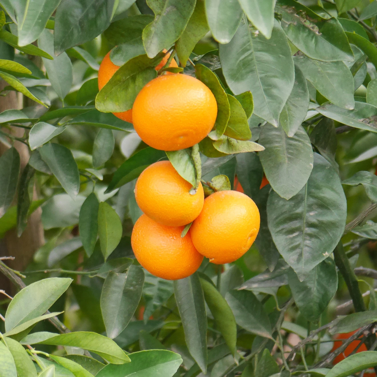 Premium Ortanique Mandarins with leaves. Global Gap Certification Sustainable Agriculture Certfication
