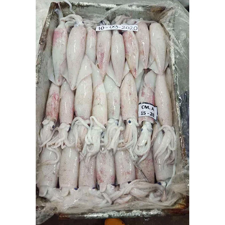  Замороженный неаритский морской кальмар небольшого размера