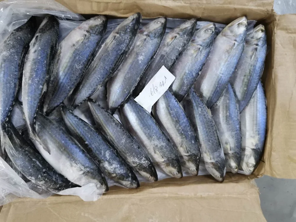 Wholesale Fresh Frozen Whole Round Indian Mackerel With Natural Color From Malaysia