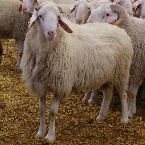 
Good quality Live Awassi sheep / Merino sheep / Dorper Ewe Sheeps and Lambs For Sale 