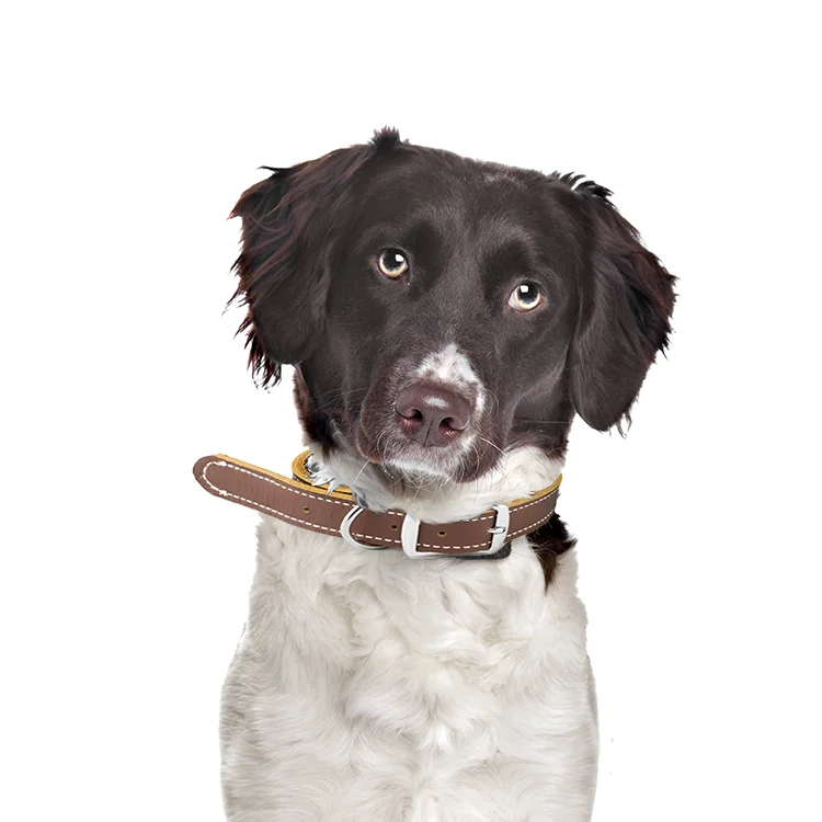 Pet Accessories Genuine Leather Small Dog Collars