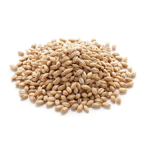 Best Feed Barley grain / Barley Malt grain / Hulled Barley Ready