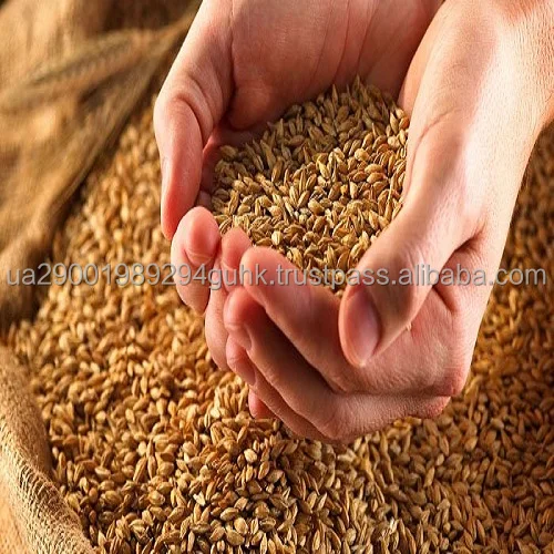 Barley 4.jpg