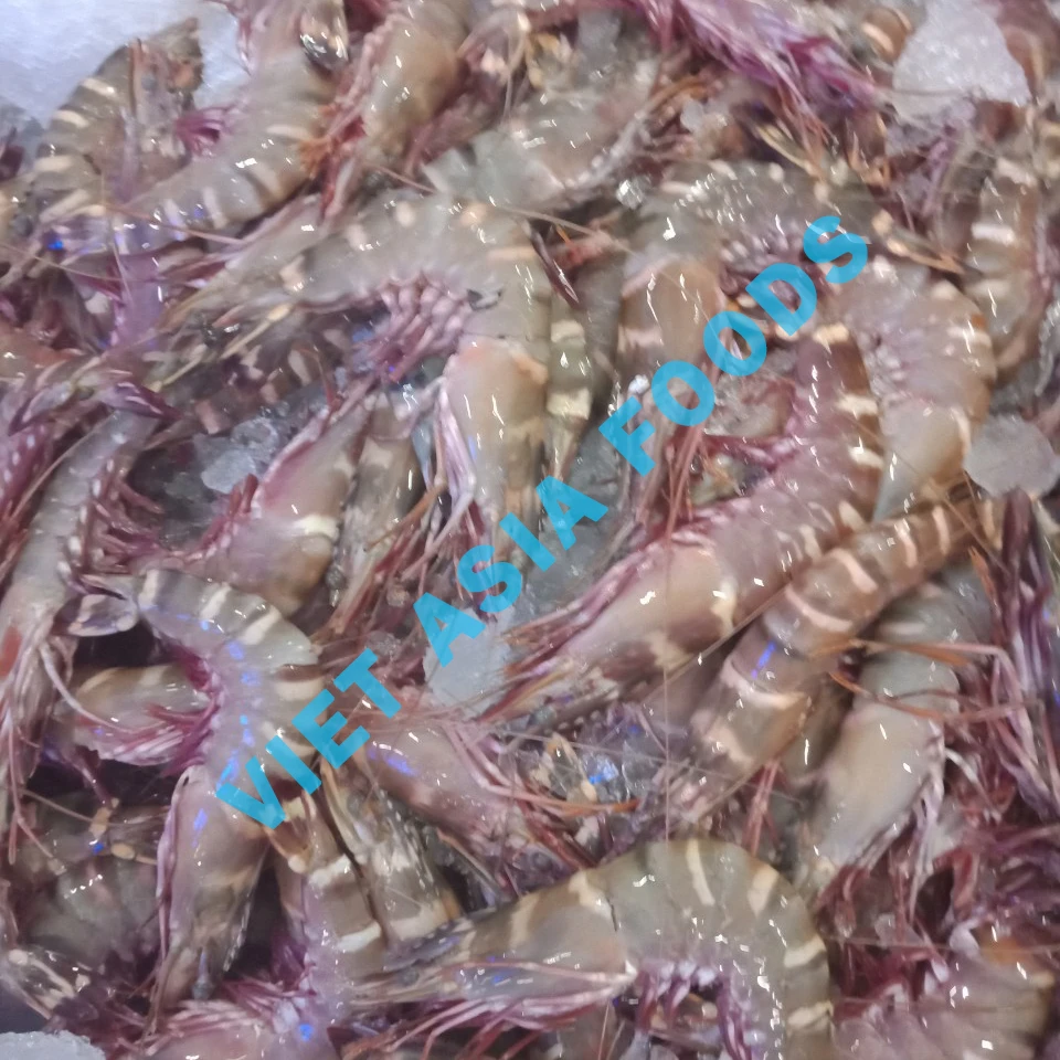 Замороженный морской Тигр креветки HOSO