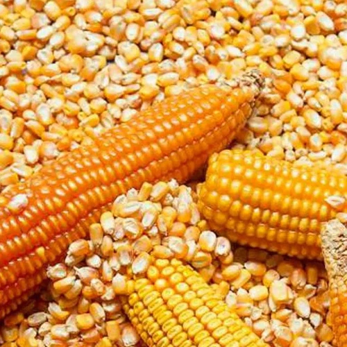Высококачественные сушеные зерна кукурузы