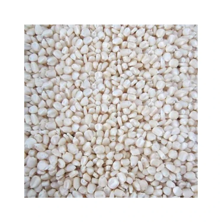 Top Quality Bulk Supply Natural White Maize/Corn for Wholesale Buyers