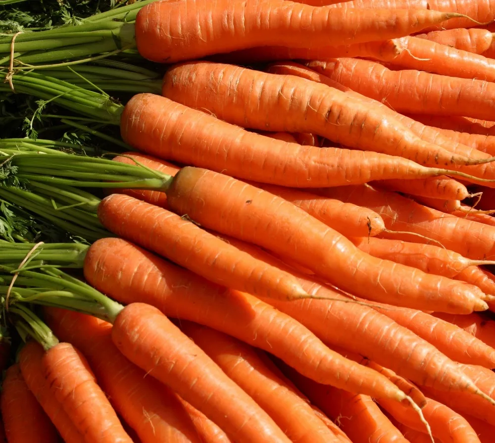  Supply Dried Carrot/ Fresh Frozen Carrot with High