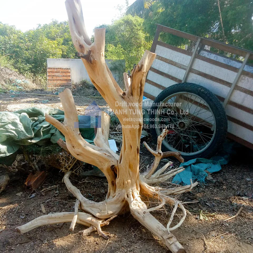 Hot trending Mangrove driftwood Natural Driftwood For Aquarium Accessories WhatsApp: +84 963 949 178