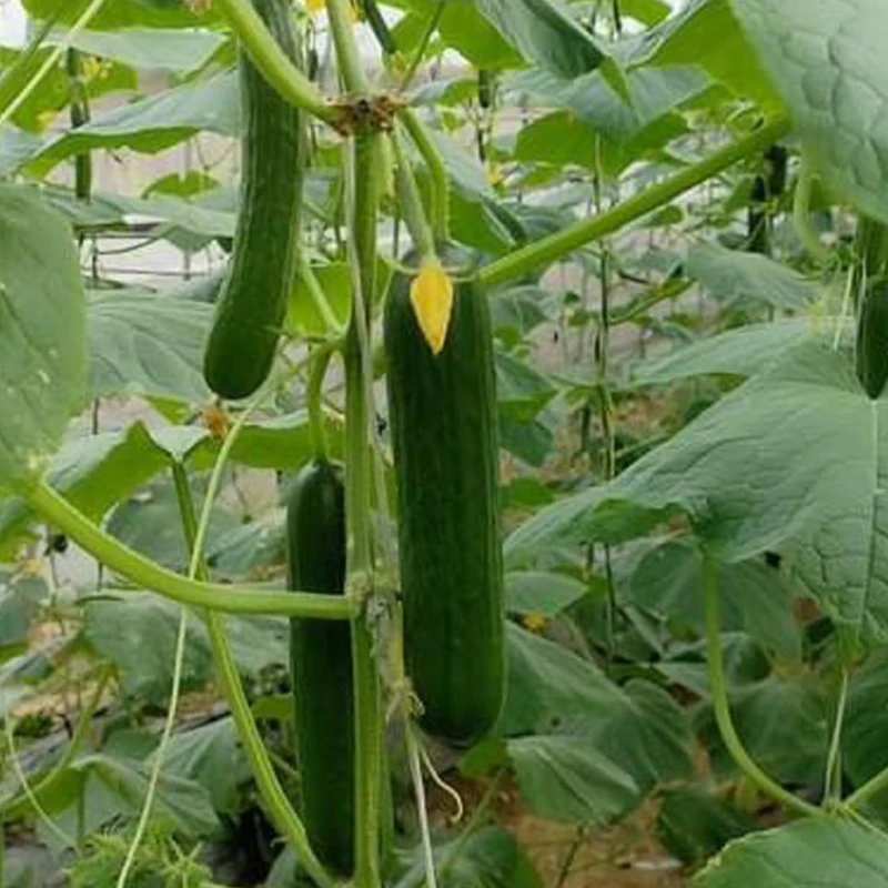 
Fresh and Young Cucumber with high quality made in Vietnam 