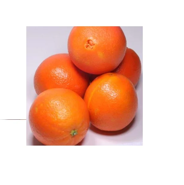 Fresh ORANGE 2021 BEST PRICE Washington Navelina Navelate Valencia Cara Cara Fukumato Navel Ready to Export
