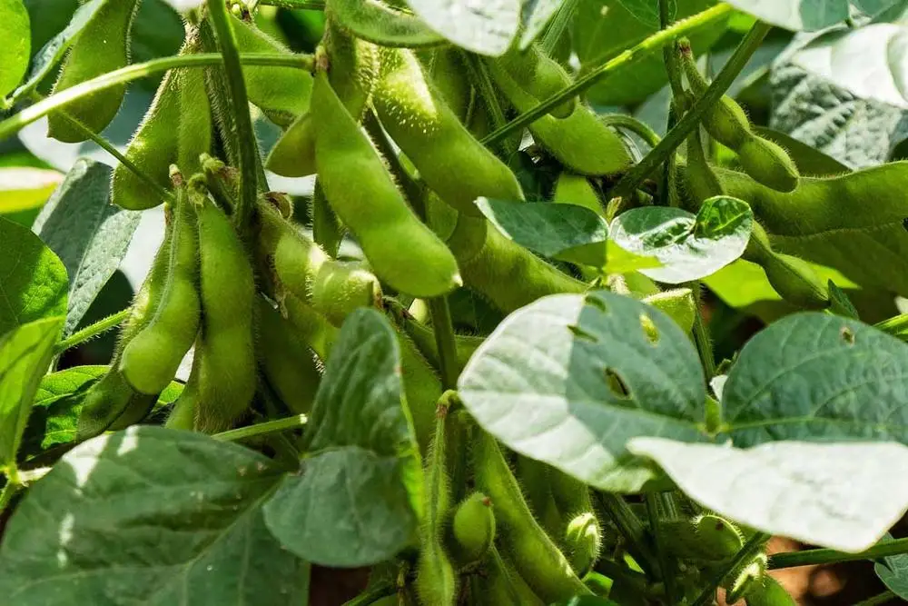 
GMO-Free Soy Beans 