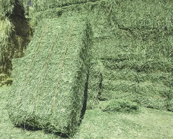 Top Quality Premium Alfalfa Hay, At Best Price..