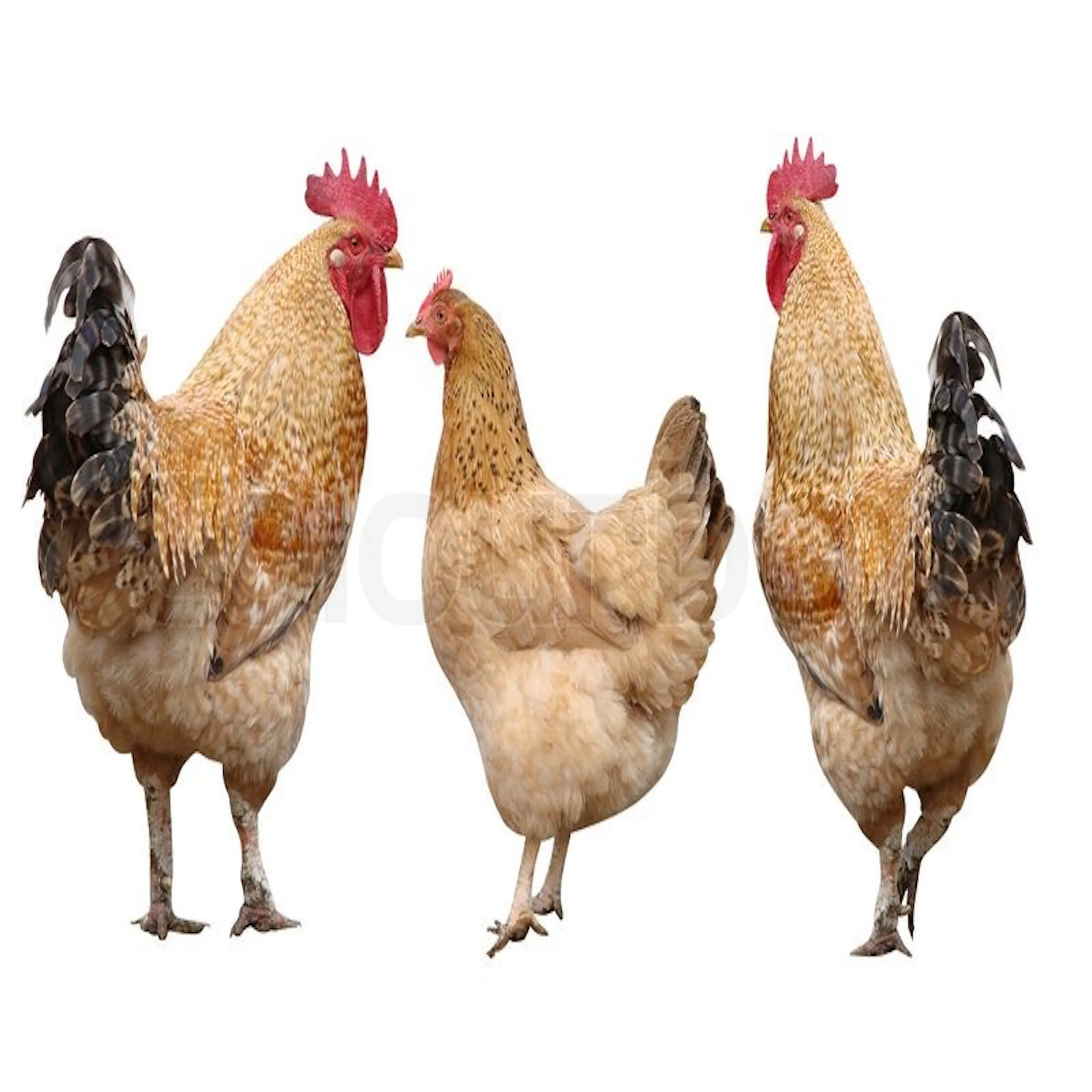 
Wholesale Live Fowl / Chicken 
