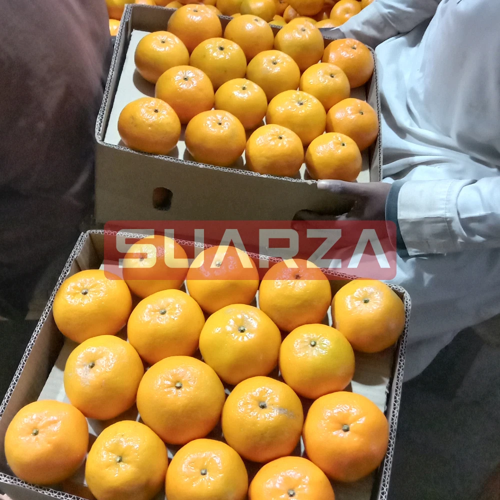Best Sale High Quality Competitive Price Orange