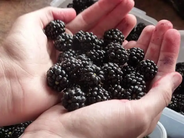 
Fresh Blackberries 