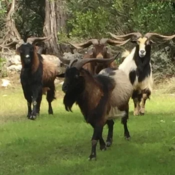 Spanish goat