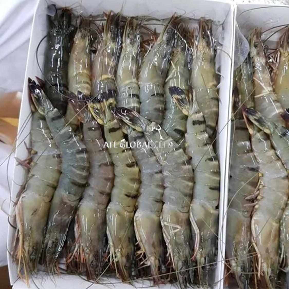 ATL GLOBAL - HLSO VANNAMEI SHRIMP WITH HIGH QUALITY FROM VIETNAM ( Whatsapp: +84975262928, Helen)
