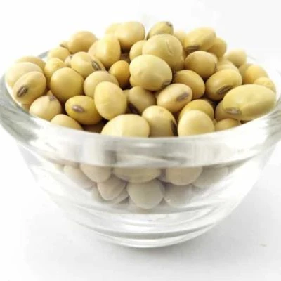 Top Quality Soybean / Dried Soybean / Non GMO Yellow Soybean For Sale