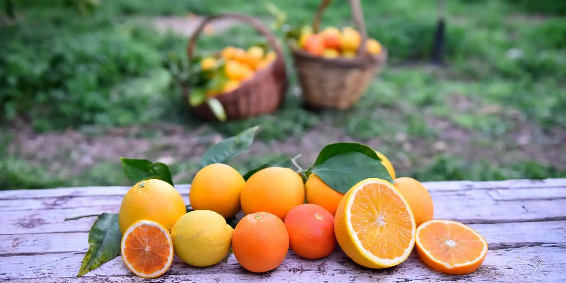 Wholesale fruit Sicily fresh ORANGE NAVEL TAROCCO RED VALENCIA NOVA NAVELINA MORO ARANCIA ROSSA di SICILIA